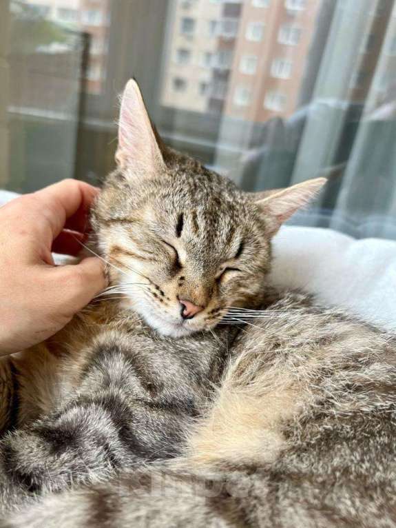 Кошки в Москве: Необыкновенно яркий котик Шелдон в добрые руки  Мальчик, Бесплатно - фото 2