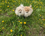 Собаки в Зеленограде: Щенки померанского шпица Мальчик, 27 000 руб. - фото 1