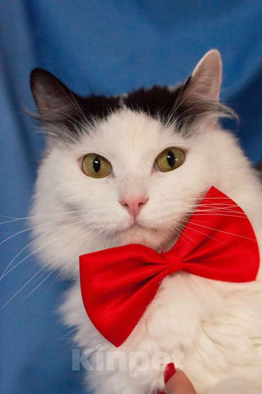 Кошки в Ногинске: Кот,  знающий толк в бабочках, ждет свою семью в приюте Мальчик, Бесплатно - фото 1