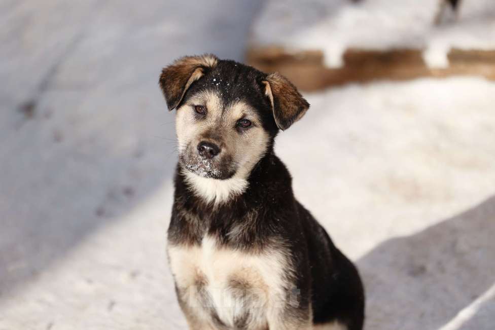 Собаки в Звенигороде: Черника ищет дом Девочка, Бесплатно - фото 1