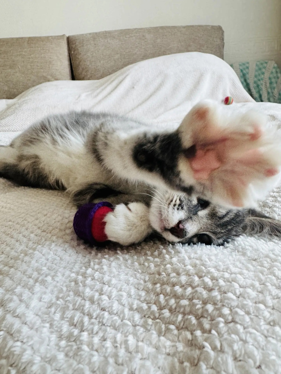 Кошки в Москве: Котенок - девочка в добрые руки Девочка, Бесплатно - фото 8
