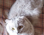 Кошки в Уссурийске: Шотландский Вислоухий кот! Вязка! Мальчик, 5 000 руб. - фото 6
