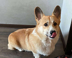 Собаки в Санкт-Петербурге: Продам Корги Пемброк Мальчик, Бесплатно - фото 3