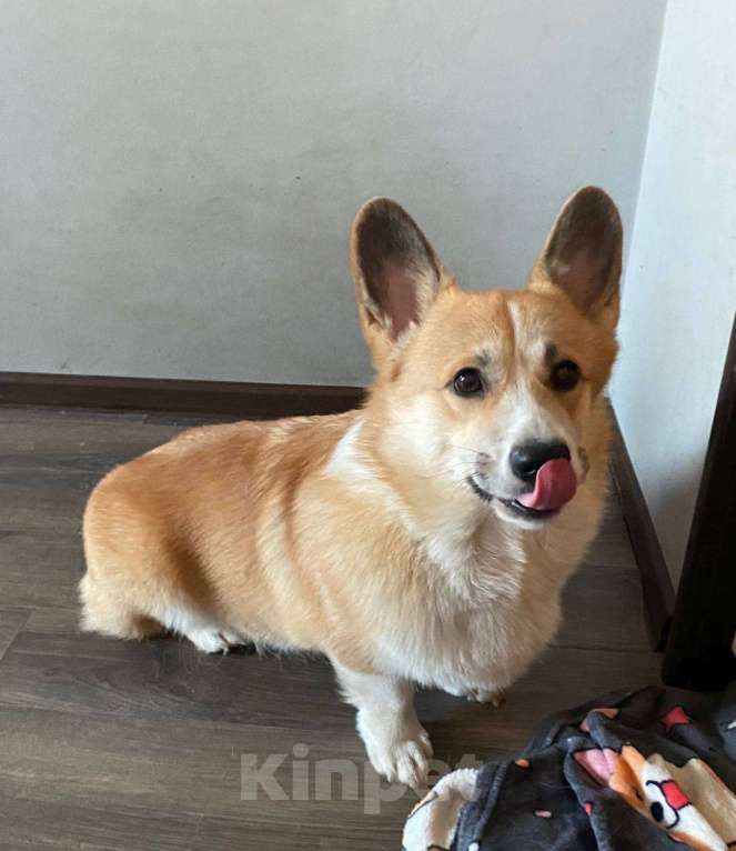 Собаки в Санкт-Петербурге: Продам Корги Пемброк Мальчик, Бесплатно - фото 3