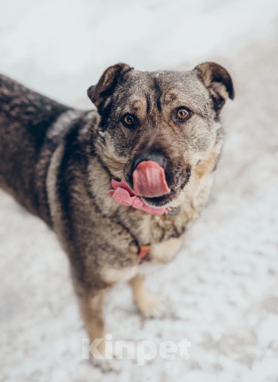 Собаки в Балашихе: Милая Маня очень ждёт свою маму Девочка, 100 руб. - фото 5