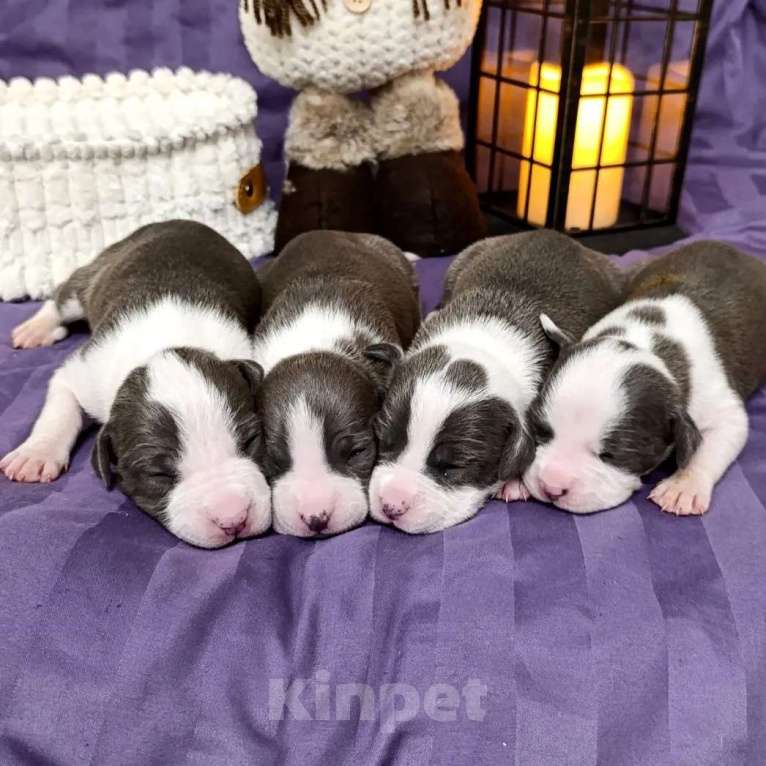 Собаки в Липецке: Голубые щенки амстафф Мальчик, 70 000 руб. - фото 7