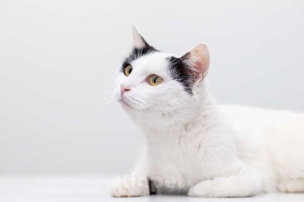 Кошки в Москве: Кузина Девочка, Бесплатно - фото 2