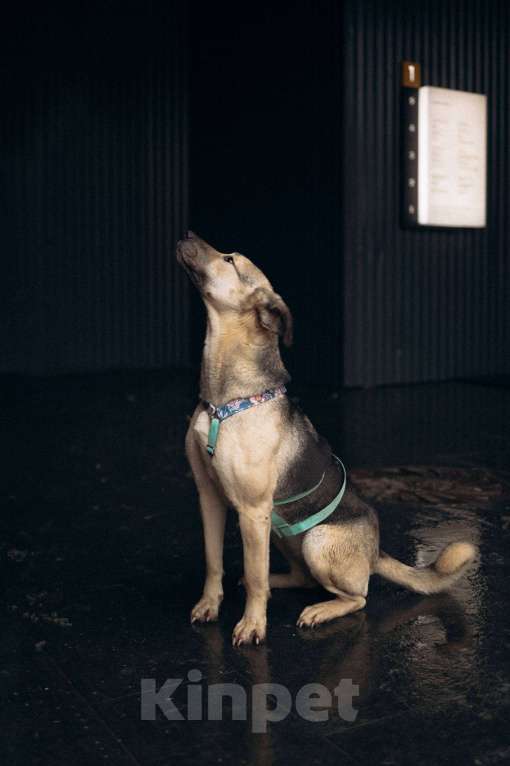 Собаки в Москве: Мечтательная леди Эс в поиске семьи  Девочка, Бесплатно - фото 6