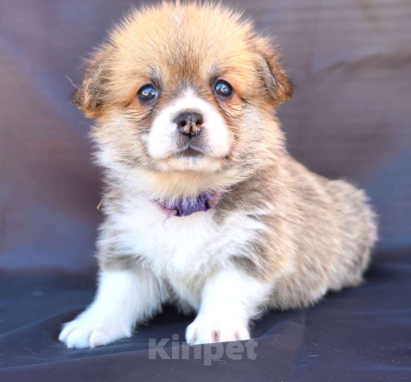 Собаки в Москве: Девочка вельш корги пемброк рыж белая Девочка, 60 000 руб. - фото 1