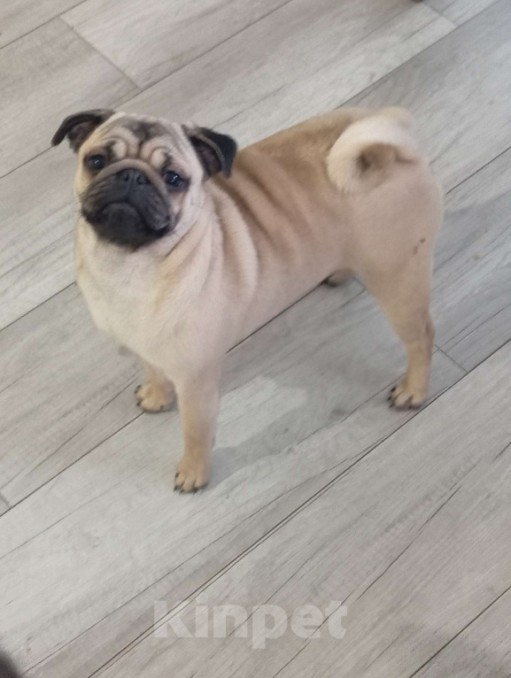 Собаки в Белгороде: Мопс девочка, РКФ Девочка, 35 000 руб. - фото 2