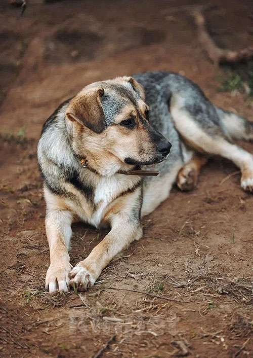 Собаки в Нижнем Новгороде: Очень нужны добрые дома подросткам-собакам, отличным охранникам Девочка, 10 руб. - фото 10