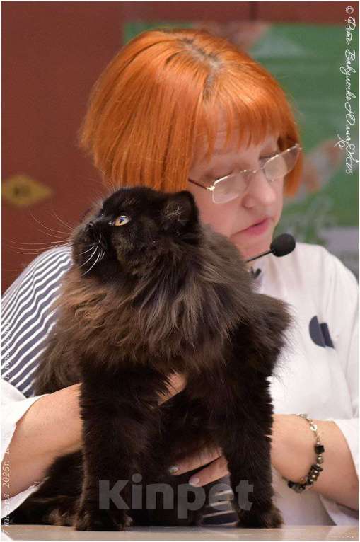 Кошки в Краснодаре: Дасти Pol Catana Девочка, 45 000 руб. - фото 2