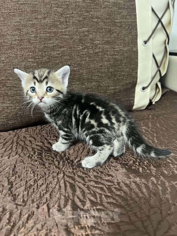 Кошки в Подольске: Красивый котёнок девочка Девочка, 5 000 руб. - фото 5