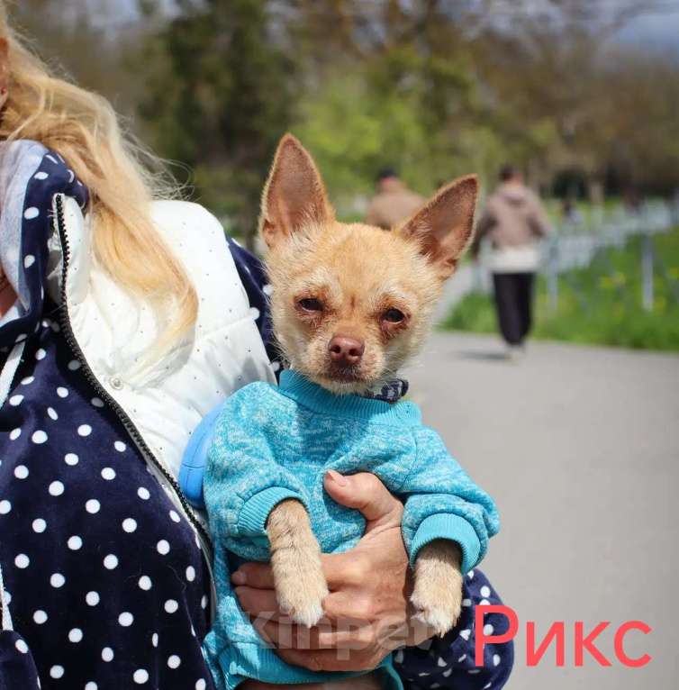 Собаки в Керчи: Голый чихуахуа (гочи) Разнополые, Бесплатно - фото 2