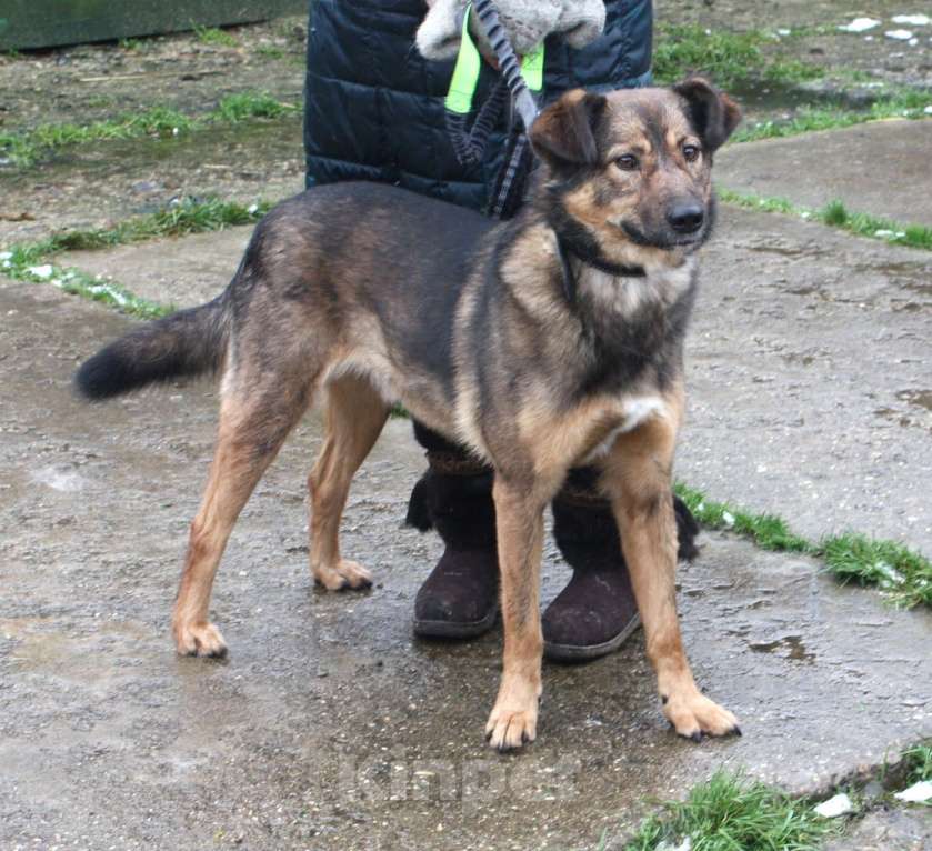 Собаки в Москве: Собака -улыбака, верный друг Тимка ждет свою семью Мальчик, Бесплатно - фото 3