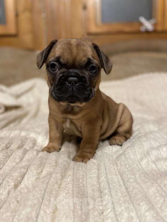 Собаки в Санкт-Петербурге: Шикарный мальчик французик  Мальчик, Бесплатно - фото 5