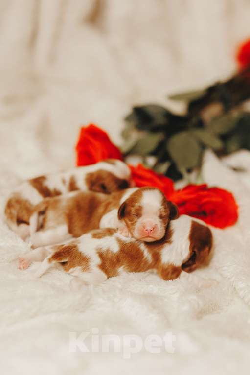 Собаки в Санкт-Петербурге: Кавалер Кинг Чарльз Спаниель Девочка, Бесплатно - фото 5