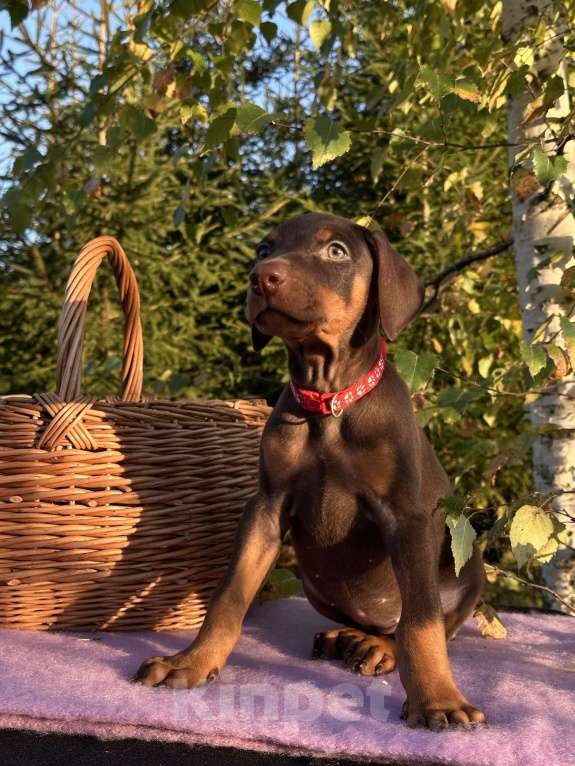 Собаки в Санкт-Петербурге: Щенок добермана  Девочка, 35 000 руб. - фото 2