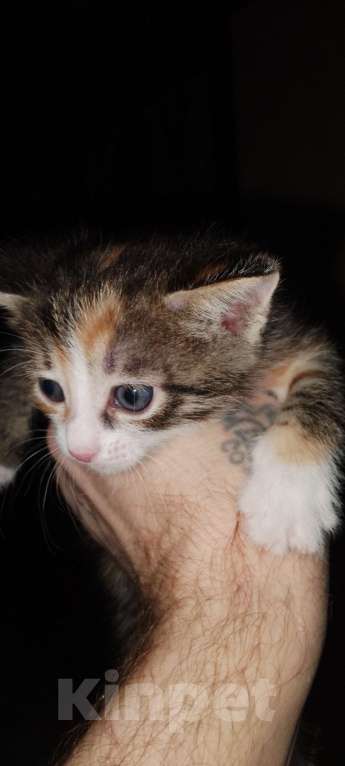 Кошки в Нижнем Новгороде: Отдам котят в добрые руки, два мальчика и одна девочка, возраст 1,5 месяца к лотку приучены. Мальчик, Бесплатно - фото 6