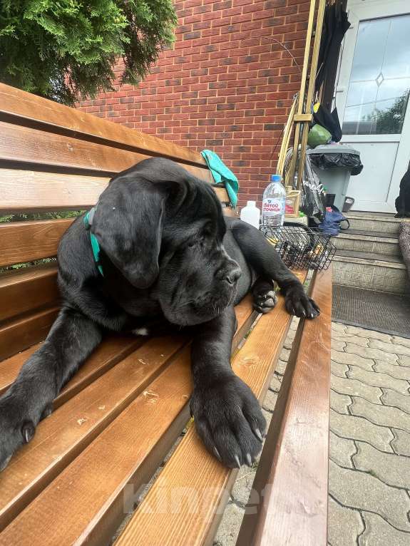 Собаки в Дмитрове: Щенок Кане Корсо Мальчик, 50 000 руб. - фото 7