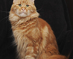 Кошки в Ливны: Кошка Мейн кун, 5 000 руб. - фото 4