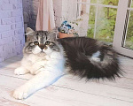 Кошки в Самаре: Кошечка Долли Девочка, 12 000 руб. - фото 4