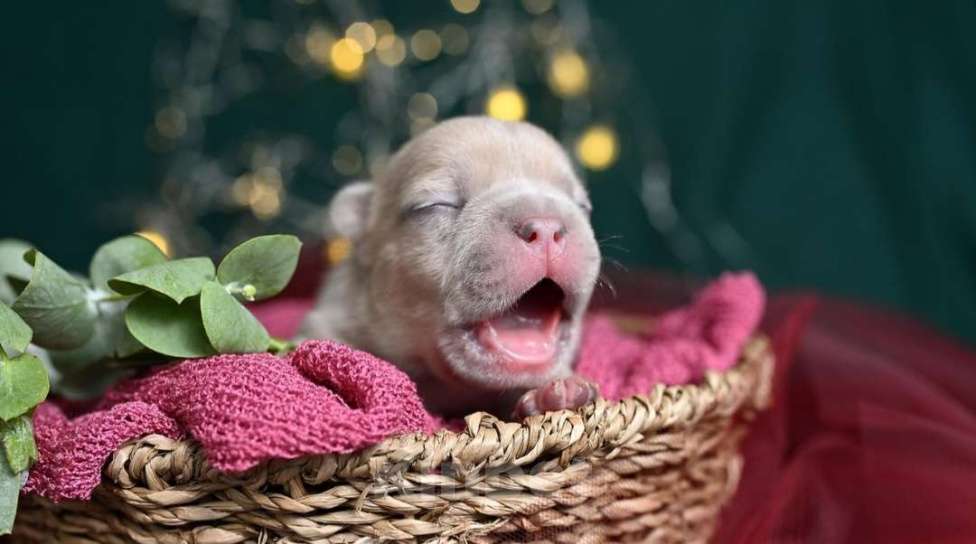 Собаки в Москве: Щенки французского бульдога редкого окраса Девочка, Бесплатно - фото 2