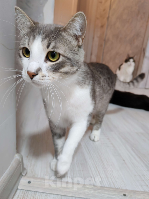 Кошки в Уфе: Очаровательный Филя Мальчик, 500 руб. - фото 4