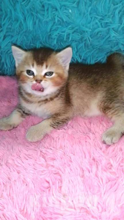 Кошки в Москве: Шотландские котята шиншилла  Девочка, 20 000 руб. - фото 7