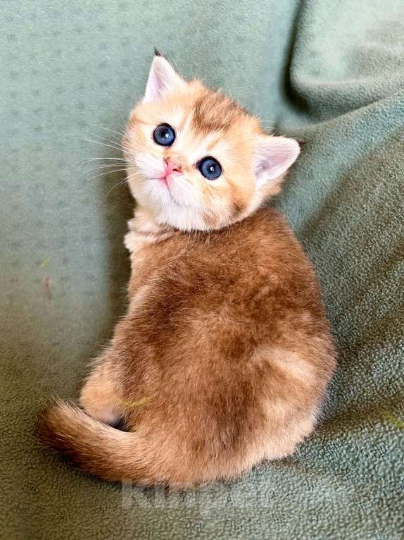 Кошки в Москве: Девочка Золотая плюшевая шиншилла Девочка, 25 000 руб. - фото 7