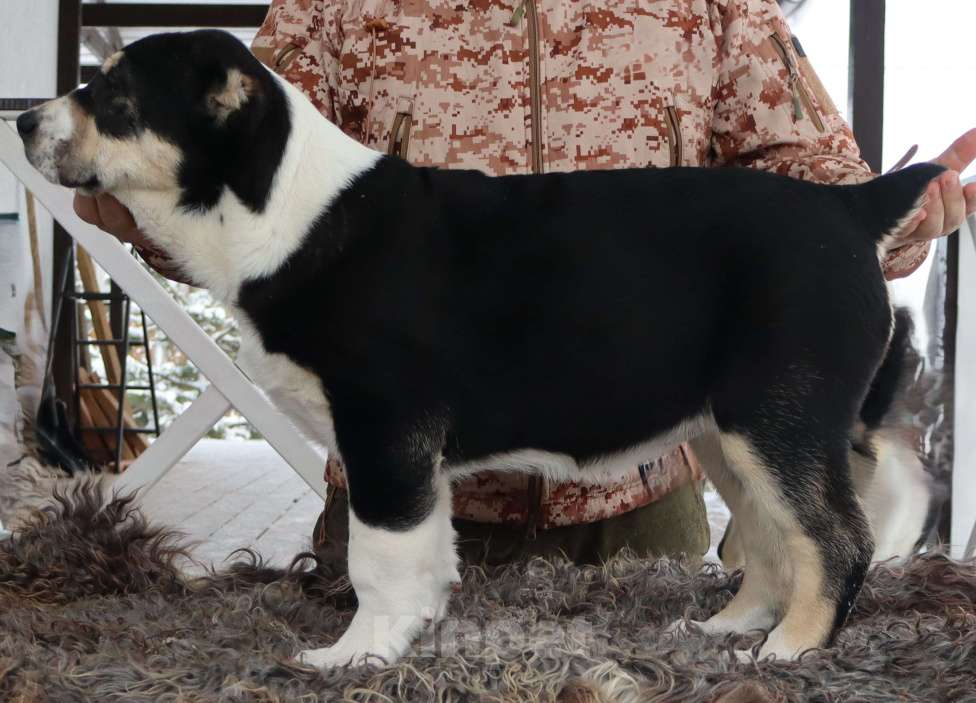 Собаки в Краснодаре: Щенок САО Девочка, 120 000 руб. - фото 1