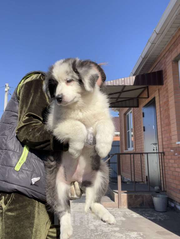 Собаки в Ростове-на-Дону: Щенок Девочка, 50 000 руб. - фото 3