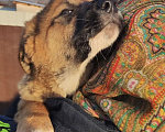 Собаки в Кашире: Щенок в добрые руки  Мальчик, Бесплатно - фото 3