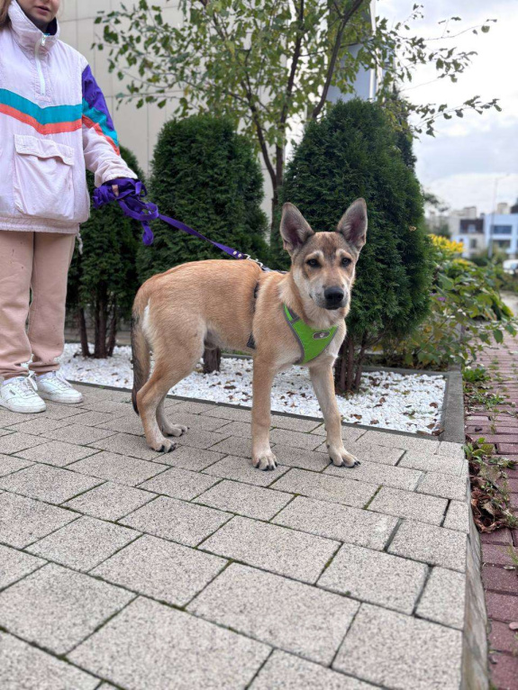 Собаки в Москве: В самые добрые руки. Щенок 7 месяцев Мальчик, Бесплатно - фото 4
