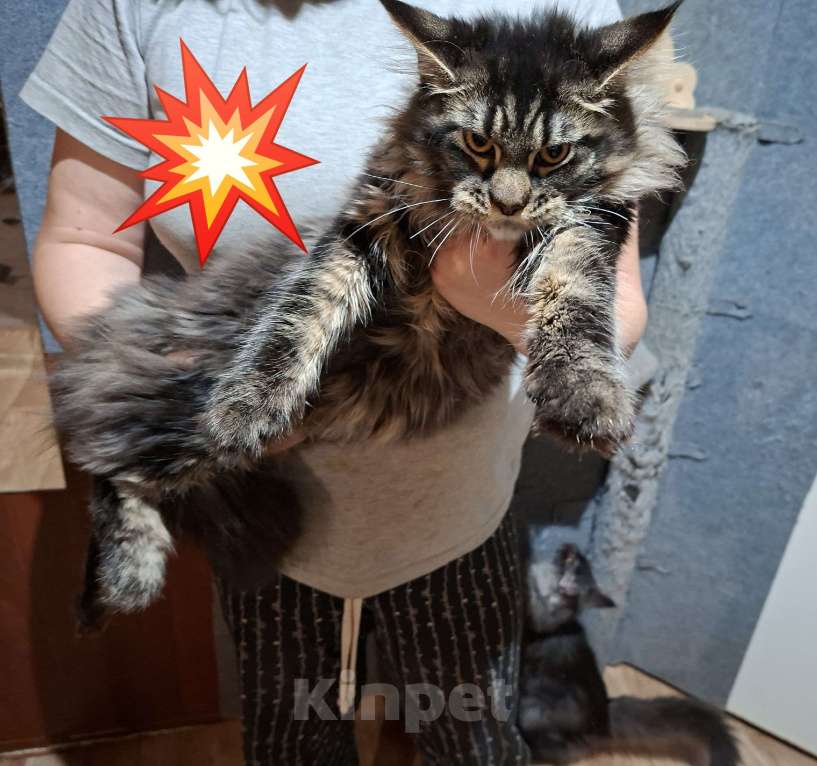 Кошки в Омске: Мейн-кун Девочка, 50 000 руб. - фото 6