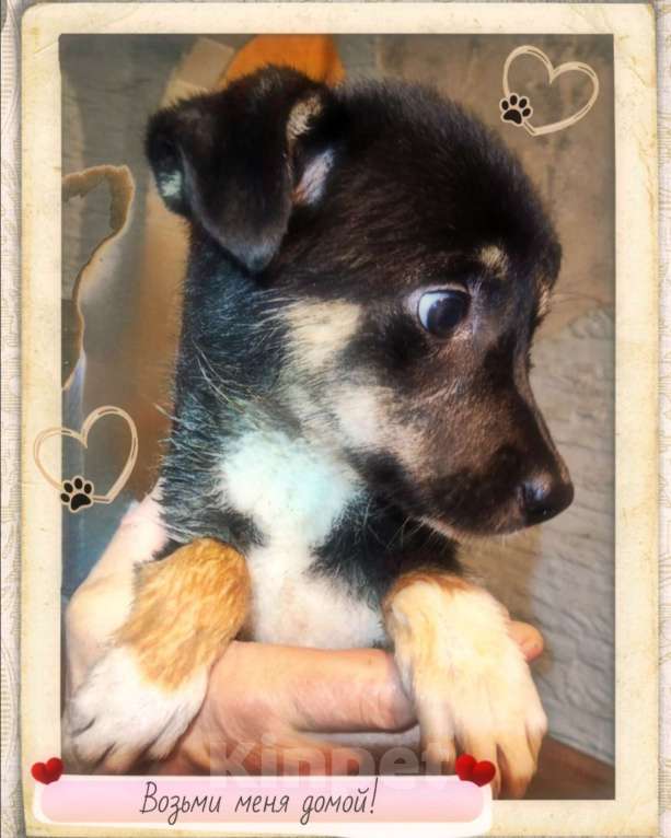 Собаки в других городах Тульской области: Щенка в добрые руки Девочка, Бесплатно - фото 4