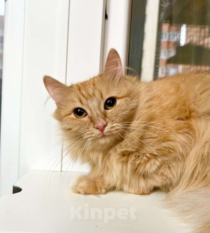 Кошки в Москве: Рыжая солнечная кошечка Мандаринка в добрые руки Девочка, Бесплатно - фото 5