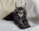 Кошки в Дмитрове: Черный мраморный мальчик мейн кун Мальчик, 40 000 руб. - фото 7