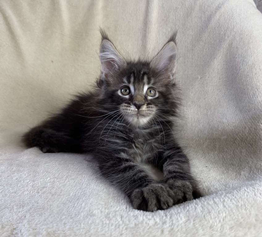 Кошки в Дмитрове: Черный мраморный мальчик мейн кун Мальчик, 40 000 руб. - фото 7