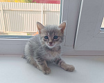 Кошки в других городах Башкортостана: Кот Мальчик, Бесплатно - фото 2