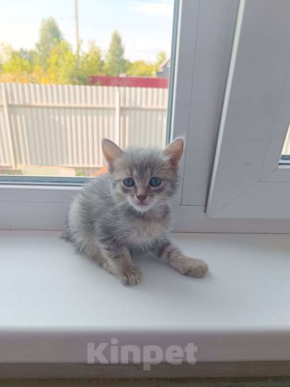 Кошки в других городах Башкортостана: Кот Мальчик, Бесплатно - фото 2