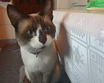 Кошки в Саратове: Помогите пожалуйста найти моего кота Мальчик, 1 000 руб. - фото 1