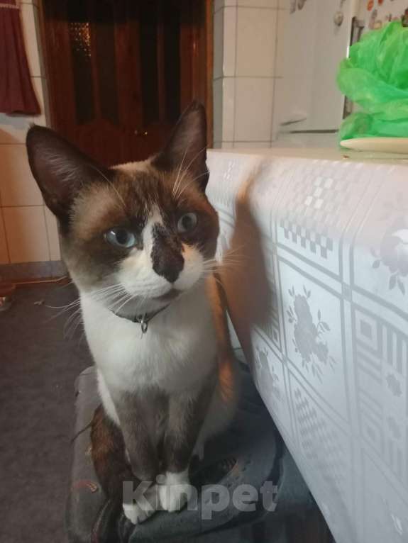 Кошки в Саратове: Помогите пожалуйста найти моего кота Мальчик, 1 000 руб. - фото 1