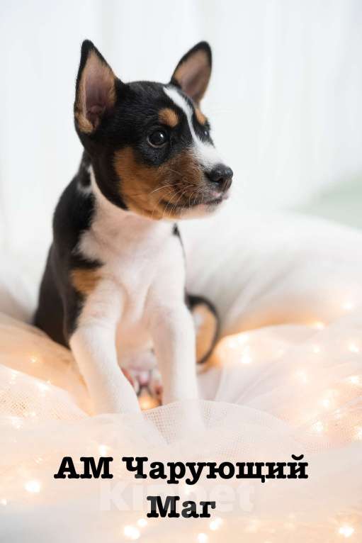 Собаки в Санкт-Петербурге: Щенок басенджи триколор 2 мес -мальчик Мальчик, 95 000 руб. - фото 4