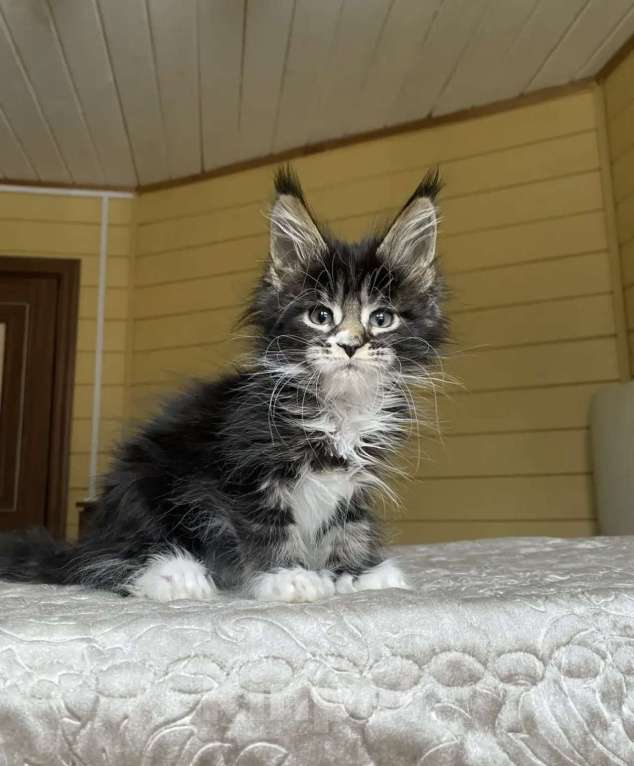 Кошки в других городах Московской области: Мейн-кун полидакт девчушка 🔥 Девочка, 80 000 руб. - фото 5