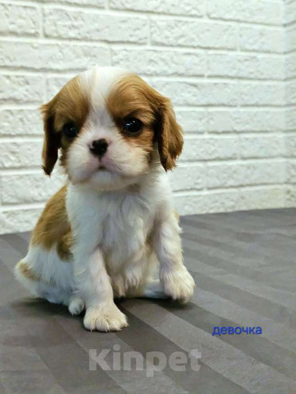 Собаки в других городах Липецкой области: Щенки Кавалер Кинг Чарльз спаниель Девочка, 75 000 руб. - фото 2