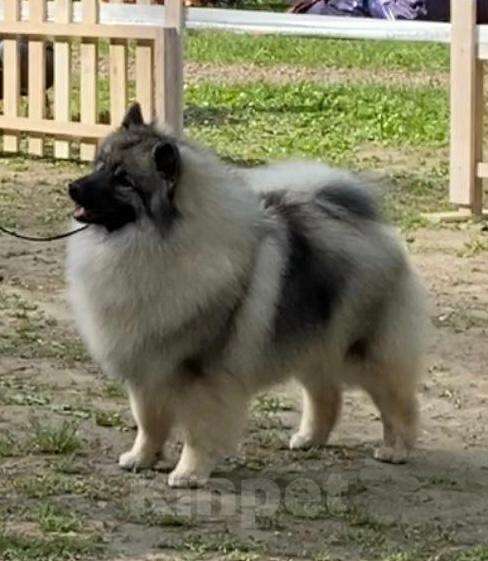 Собаки в Москве: Щенки кеесхонда (немецкого вольфшпица), эксклюзивные линии Мальчик, 60 000 руб. - фото 3