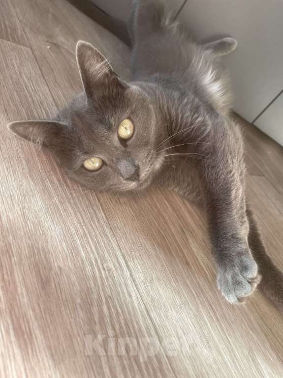 Кошки в Томске: Отдам в добрые руки молодую кошку Девочка, Бесплатно - фото 2