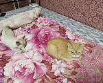Кошки в Москве: Британские котята  Девочка, 10 000 руб. - фото 2