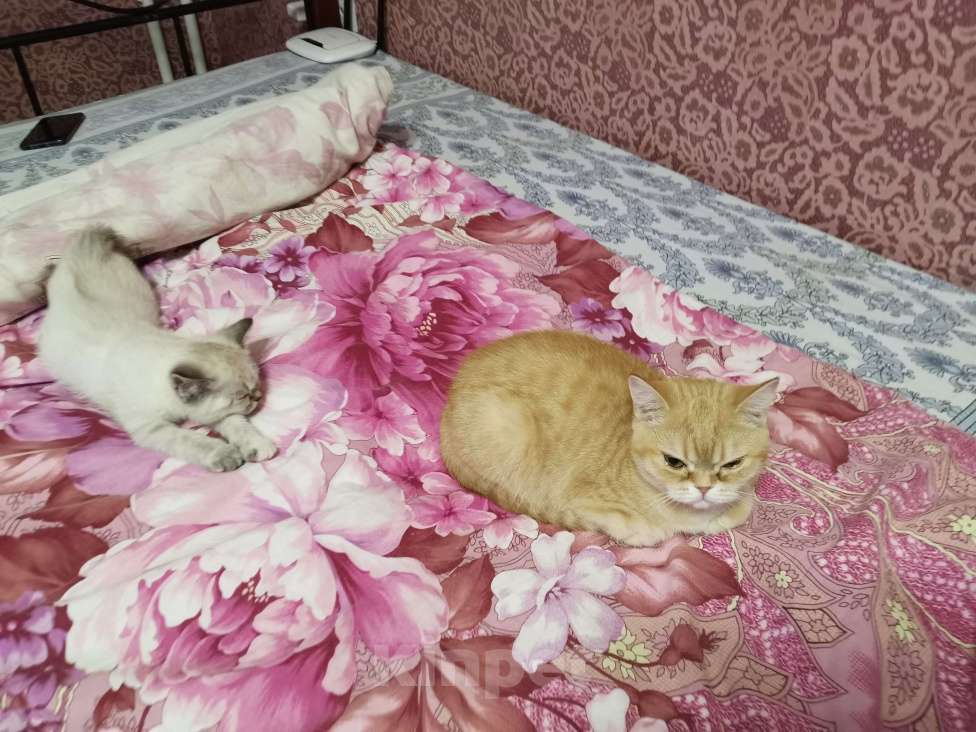 Кошки в Москве: Британские котята  Девочка, 10 000 руб. - фото 2
